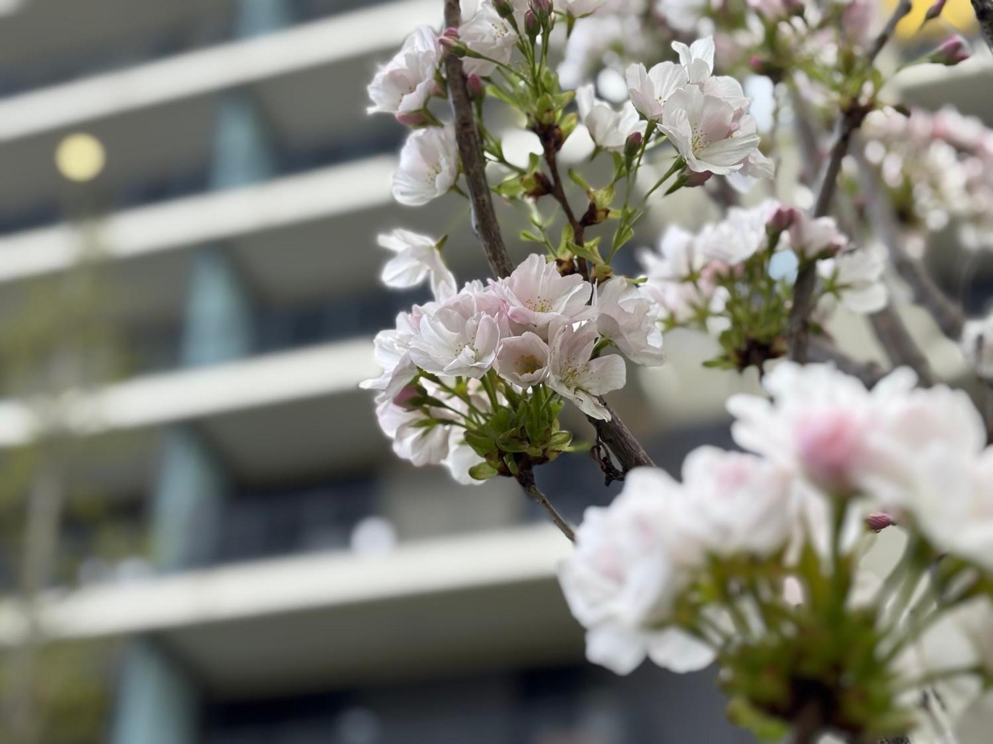 בודפשט Japandi Studio Apartment, Free Parking מראה חיצוני תמונה